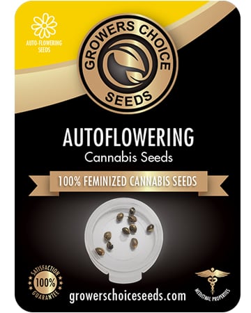 Buy Raspberry Cough Auto