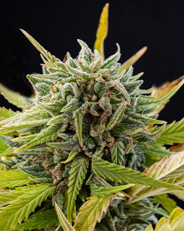Buy Blueberry Skunk