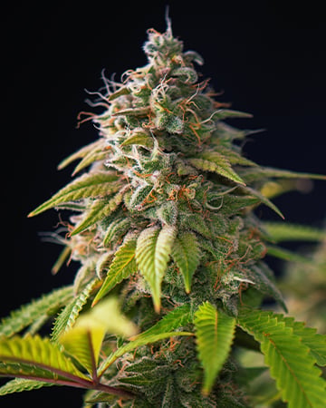 Buy Blueberry Skunk Feminized Cannabis Seeds