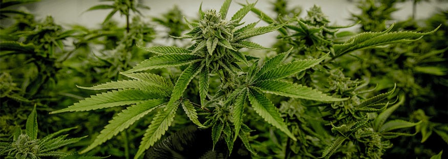 skunk strain