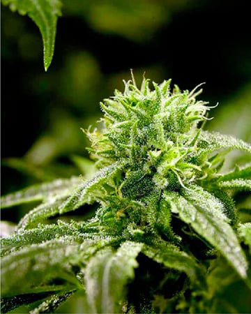 Buy Ghost OG