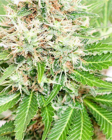 Buy Khalifa Kush