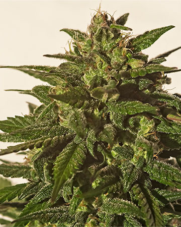 Buy Sensi Star