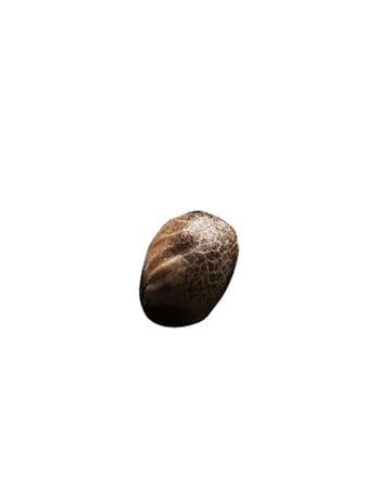 Jesus OG Auto-Flowering Feminized Cannabis Seed