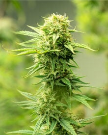 Buy Khalifa Kush