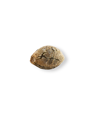 Buy Ripped Bubba Auto