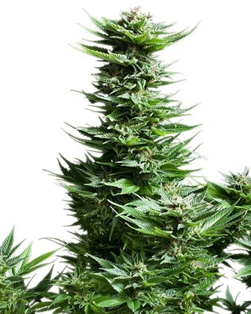 Buy Golden Pineapple Seeds
