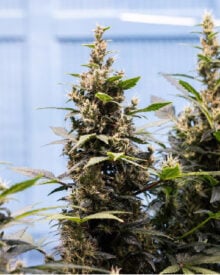 Buy Hippie Crippler