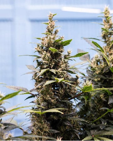 Buy Hippie Crippler
