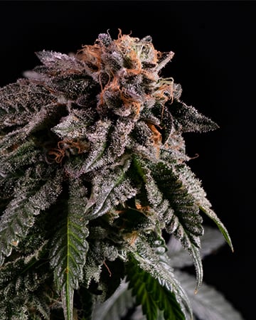 Buy Bubble Berry Seeds
