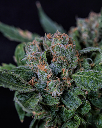 Buy Death Star OG Auto