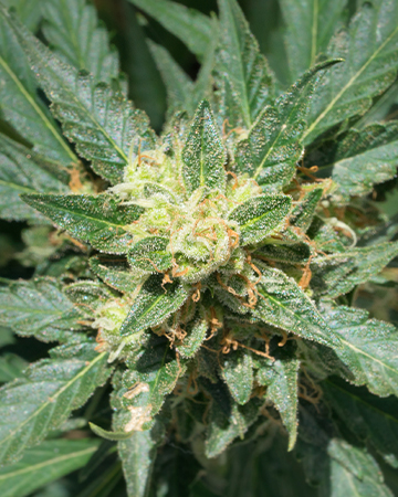 Buy Jesus OG Auto