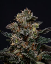 Buy Death Star OG Auto