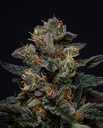 Buy Death Star OG Auto
