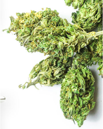 Buy Pineapple Haze