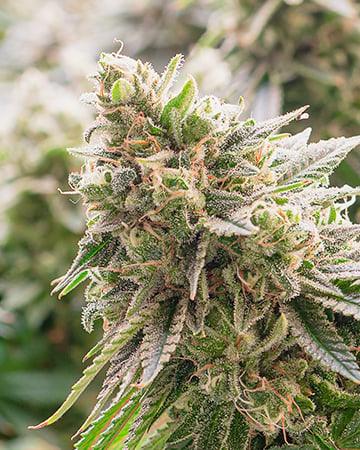 ripped bubba auto seeds
