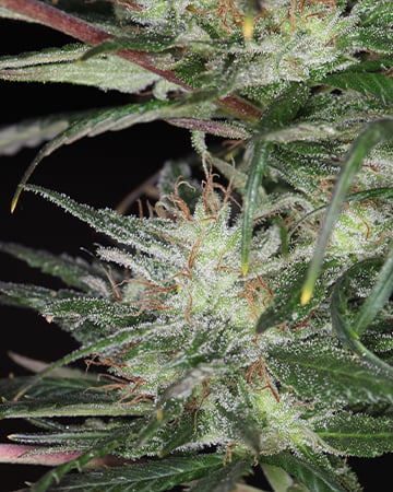 white rhino auto