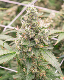 Buy Ripped Bubba Auto