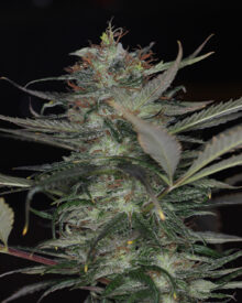 Buy White Rhino Auto
