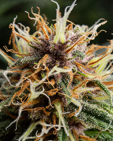 Buy Godfather OG