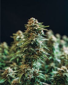 Buy Goji OG