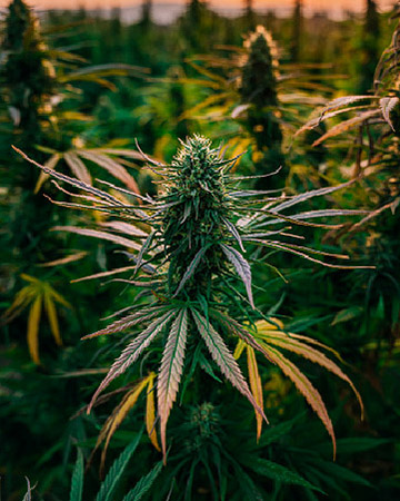 buy wholesale Purple Hindu Kush Feminized Seeds