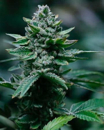 Buy Alien OG Autoflowering Cannabis Seeds