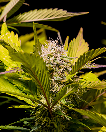 Buy Chemdawg Sour Diesel