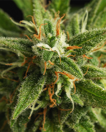 Buy Hempstar Auto