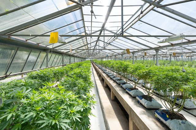 Rows of cannabis plants growing inside a large, glass greenhouse with metal framing.