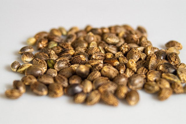 photoperiod seeds