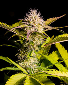 Buy Chemdawg Sour Diesel