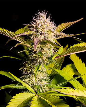 Buy Chemdawg Sour Diesel Seeds