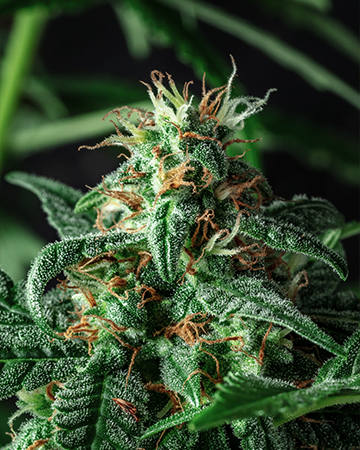 Buy Hempstar Auto