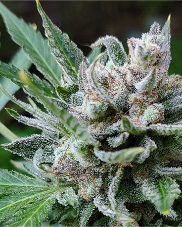 pineapple thai seeds