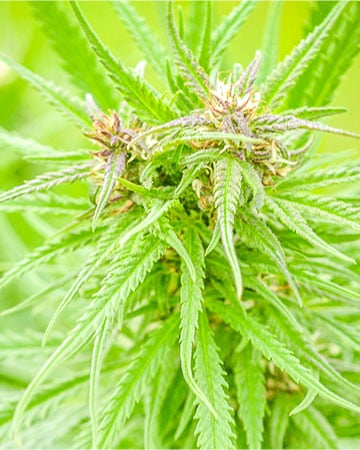 shiva skunk
