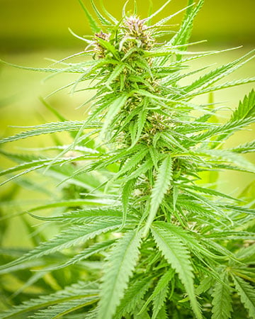 shop-premium-Shiva-Skunk-Seeds