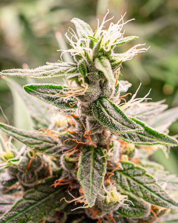 Buy Cat Piss Weed Seeds