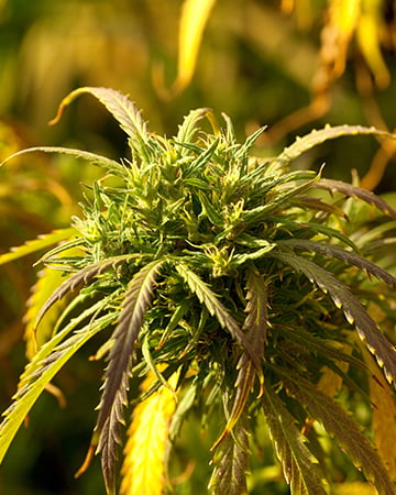 Buy Platinum Bubba Kush Auto