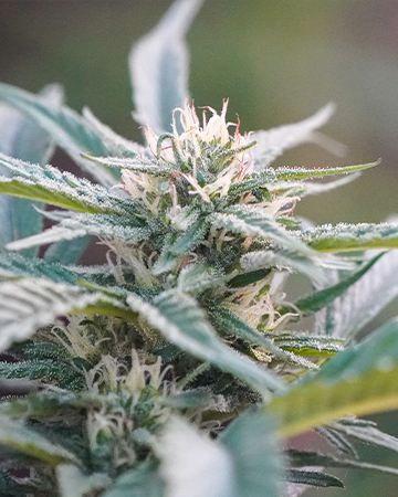 Buy Silver Kush Auto