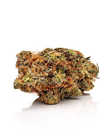Buy Cat Piss Weed Seeds