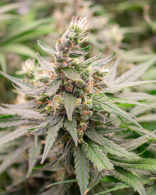 Buy Cat Piss Weed Seeds