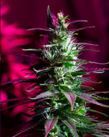 Buy Cataract Kush Auto