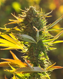 Buy Platinum Bubba Kush Auto