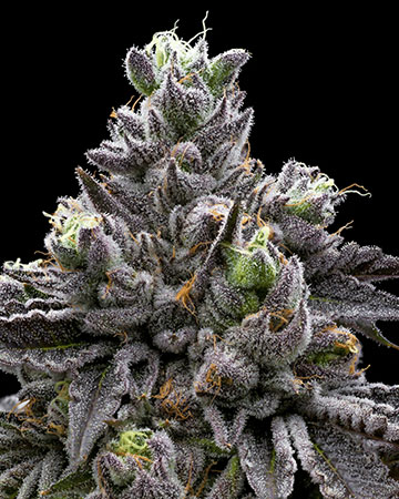 Buy Montana Silvertip