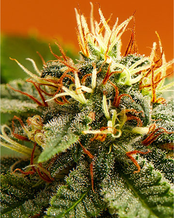 Buy Pineapple Trainwreck