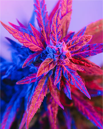 Buy Purple Trainwreck
