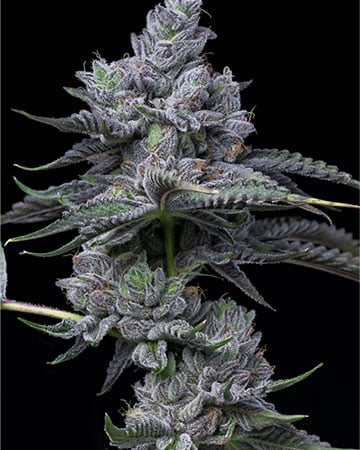 Buy Montana Silvertip Feminized Cannabis Seeds