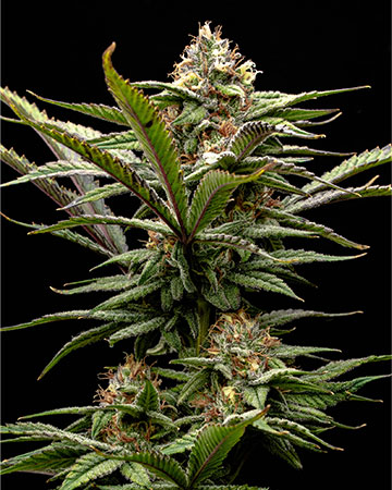 Buy Pineapple Trainwreck