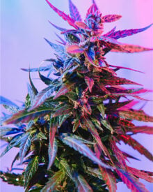 Buy Purple Trainwreck